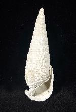 Cerithium (Cerithioclava) dalli OLSSON & PETIT 1964  - Bild © FossNet FossilienStore